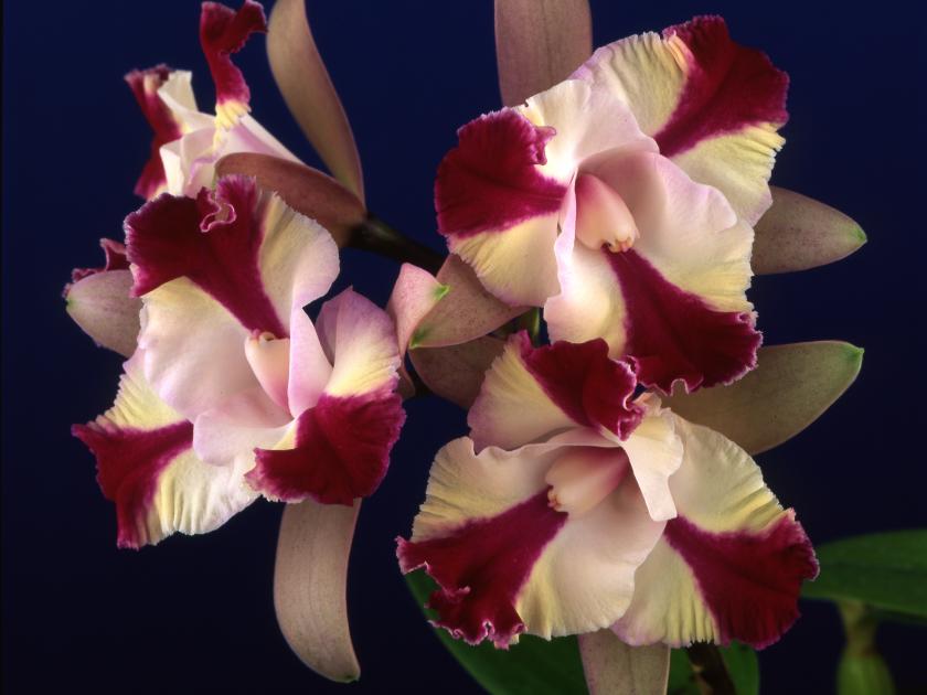 Jardín Botánico Lankester: una de las colecciones de orquídeas más grandes del mundo