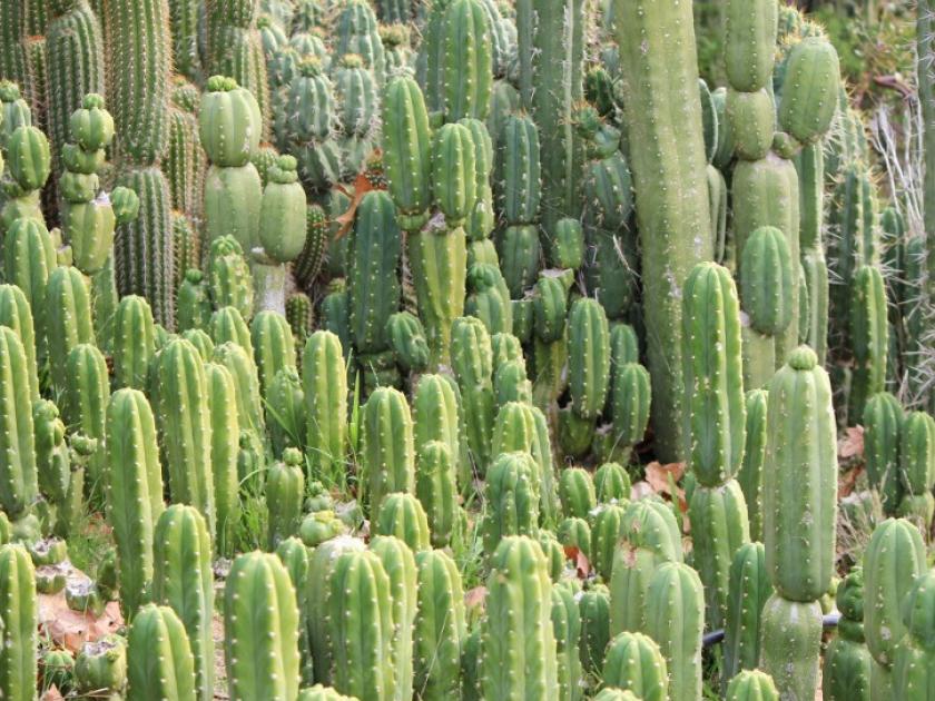 Cactus | Jardín Botánico Lankester