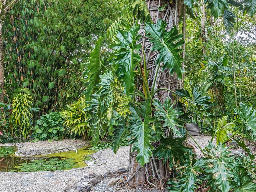 Costa rica cialis