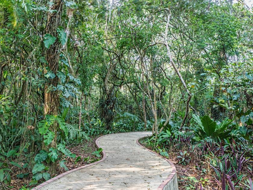 Bosque | Jardín Botánico Lankester